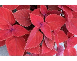 Pianta di Coleus Clouds Valentine (vaso 14 cm)