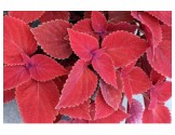 Pianta di Coleus Clouds Valentine (vaso 14 cm)