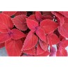 Pianta di Coleus Clouds Valentine (vaso 14 cm)