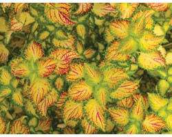 Pianta di Coleus Terranova electric slide (vaso 14 cm)