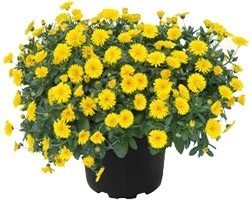 Pianta di Calendula Power Daisy (Vaso 14 cm)