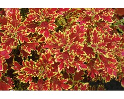 Pianta di Coleus Wildfire blaze (vaso 14 cm)