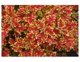 Pianta di Coleus Wildfire blaze (vaso 14 cm)