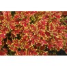 Pianta di Coleus Wildfire blaze (vaso 14 cm)
