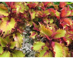 Pianta di Coleus Henna (vaso 14 cm)