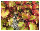Pianta di Coleus Henna (vaso 14 cm)