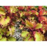 Pianta di Coleus Henna (vaso 14 cm)
