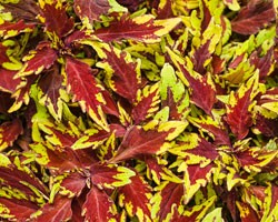 Pianta di Coleus Apple Brandy (vaso 14 cm)