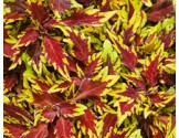 Pianta di Coleus Apple Brandy (vaso 14 cm)