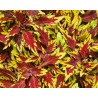 Pianta di Coleus Apple Brandy (vaso 14 cm)