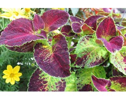 Pianta di Coleus Dipt in wine (vaso 14 cm)