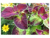 Pianta di Coleus Dipt in wine (vaso 14 cm)