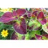 Pianta di Coleus Dipt in wine (vaso 14 cm)