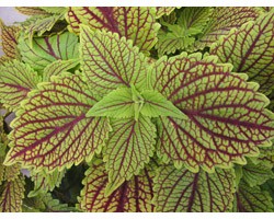 Pianta di Coleus Golden dream (vaso 14 cm)