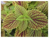 Pianta di Coleus Golden dream (vaso 14 cm)