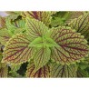 Pianta di Coleus Golden dream (vaso 14 cm)