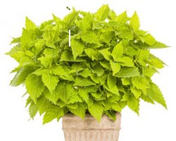 Pianta di Coleus Lime time (vaso 14 cm)