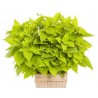 Pianta di Coleus Lime time (vaso 14 cm)