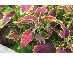 Pianta di Coleus Sky fire (vaso 14 cm)