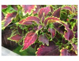 Pianta di Coleus Sky fire (vaso 14 cm)