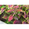 Pianta di Coleus Sky fire (vaso 14 cm)