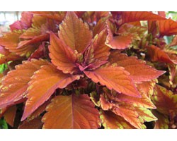 Pianta di Coleus Spitfire (vaso 14 cm)