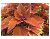 Pianta di Coleus Spitfire (vaso 14 cm)