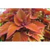 Pianta di Coleus Spitfire (vaso 14 cm)