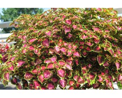 Pianta di Coleus Great falls Angel (vaso 14 cm)
