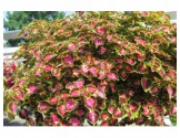 Pianta di Coleus Great falls Angel (vaso 14 cm)