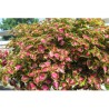 Pianta di Coleus Great falls Angel (vaso 14 cm)
