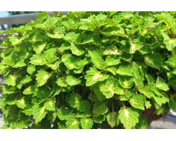 Pianta di Coleus Great falls Yosemite (vaso 14 cm)