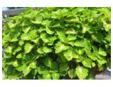 Pianta di Coleus Great falls Yosemite (vaso 14 cm)