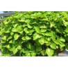 Pianta di Coleus Great falls Yosemite (vaso 14 cm)
