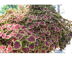 Pianta di Coleus Great falls Alamare (vaso 14 cm)