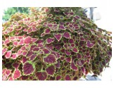 Pianta di Coleus Great falls Alamare (vaso 14 cm)
