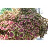 Pianta di Coleus Great falls Alamare (vaso 14 cm)