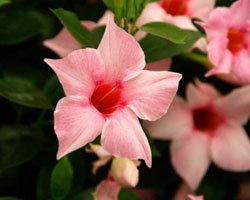Pianta di Dipladenia Sundaville Classic cream pink (Vaso 12 cm)