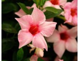 Pianta di Dipladenia Sundaville Classic cream pink (Vaso 12 cm)