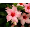 Pianta di Dipladenia Sundaville Classic cream pink (Vaso 12 cm)