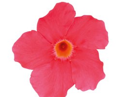 Pianta di Dipladenia Sundaville Grand rose (Vaso 12 cm)
