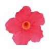 Pianta di Dipladenia Sundaville Grand rose (Vaso 12 cm)