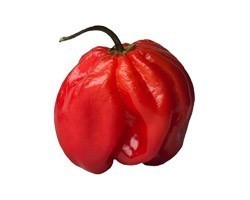 Pianta di Peperone Habanero Red carribean (Vaso 10 cm)