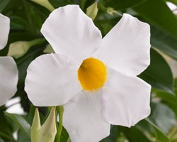 Pianta di Dipladenia Sundaville Grand white (Vaso 12 cm)