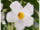 Pianta di Dipladenia Sundaville Grand white (Vaso 12 cm)
