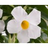 Pianta di Dipladenia Sundaville Grand white (Vaso 12 cm)