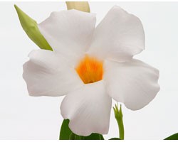 Pianta di Dipladenia Sundaville Cosmos white (Vaso 12 cm)