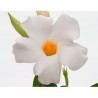 Pianta di Dipladenia Sundaville Cosmos white (Vaso 12 cm)