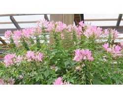 Pianta di Cleome Senorita Carolina