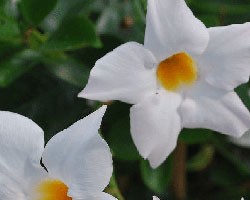 Pianta di Dipladenia Sundaville Classic white '16 (Vaso 12 cm)